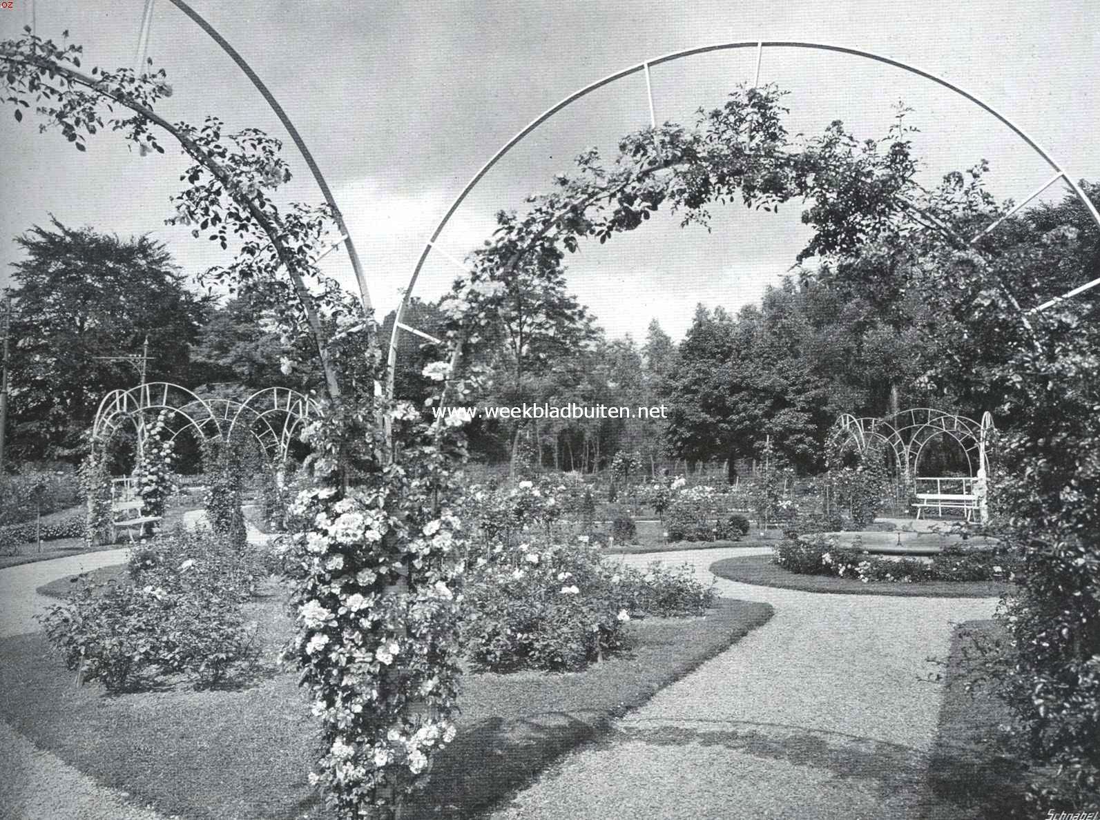 In het rosarium te Utrecht 2