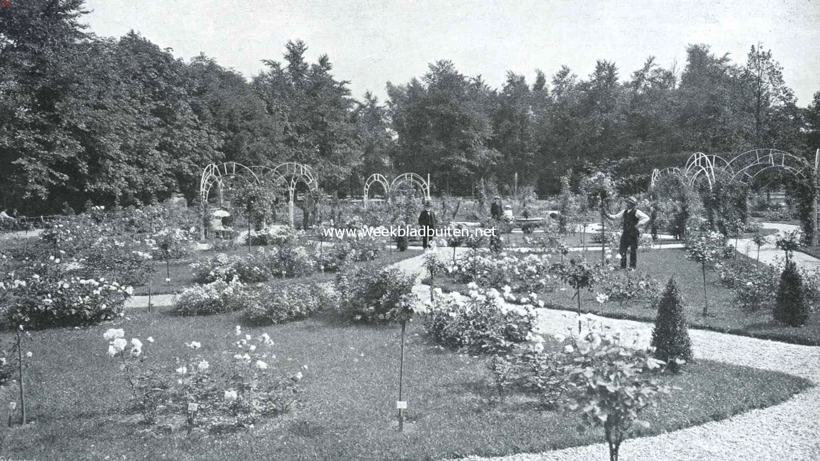 In het rosarium te Utrecht 3