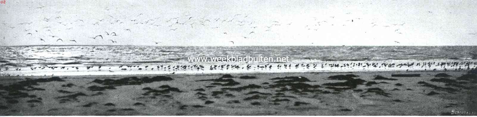 Bij den Nederlandschen Robinson. Vogels op het strand van Rottum