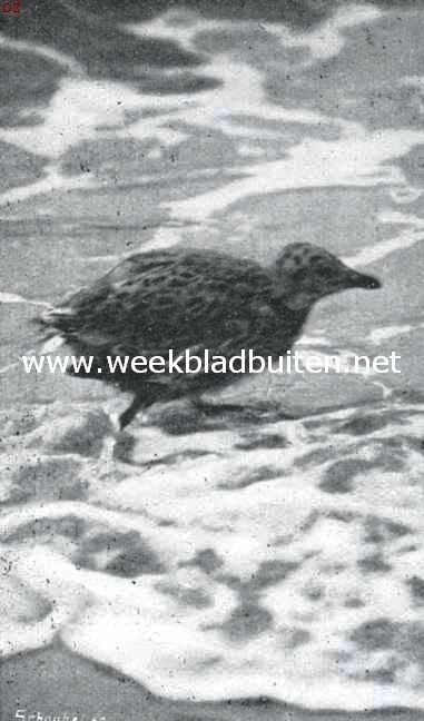 Bij den Nederlandschen Robinson. Jonge kaapvogel op het Rottumsche strand