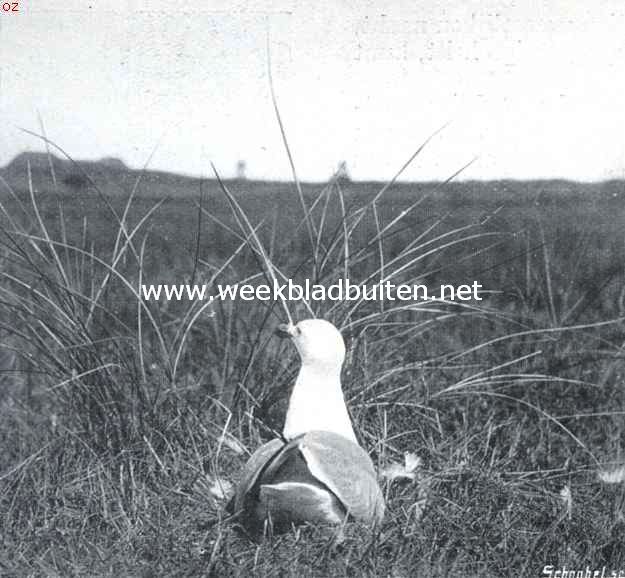 Bij den Nederlandschen Robinson. Zilvermeeuwtje