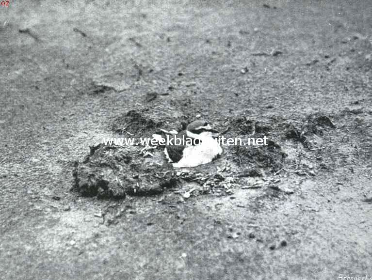 Bij den Nederlandschen Robinson. Zand-pleviertje op Rottum