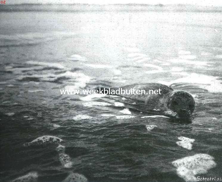 Bij den Nederlandschen Robinson. Een zeehond bij het Rottumsche strand