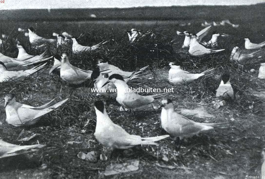 Bij den Nederlandschen Robinson. Groote zee-zwaluwen op Rottum