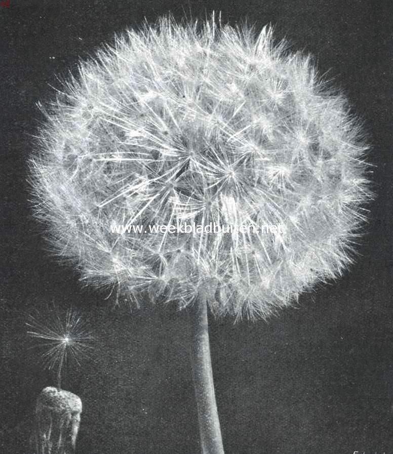 Vruchthoofdje van den paardenbloem