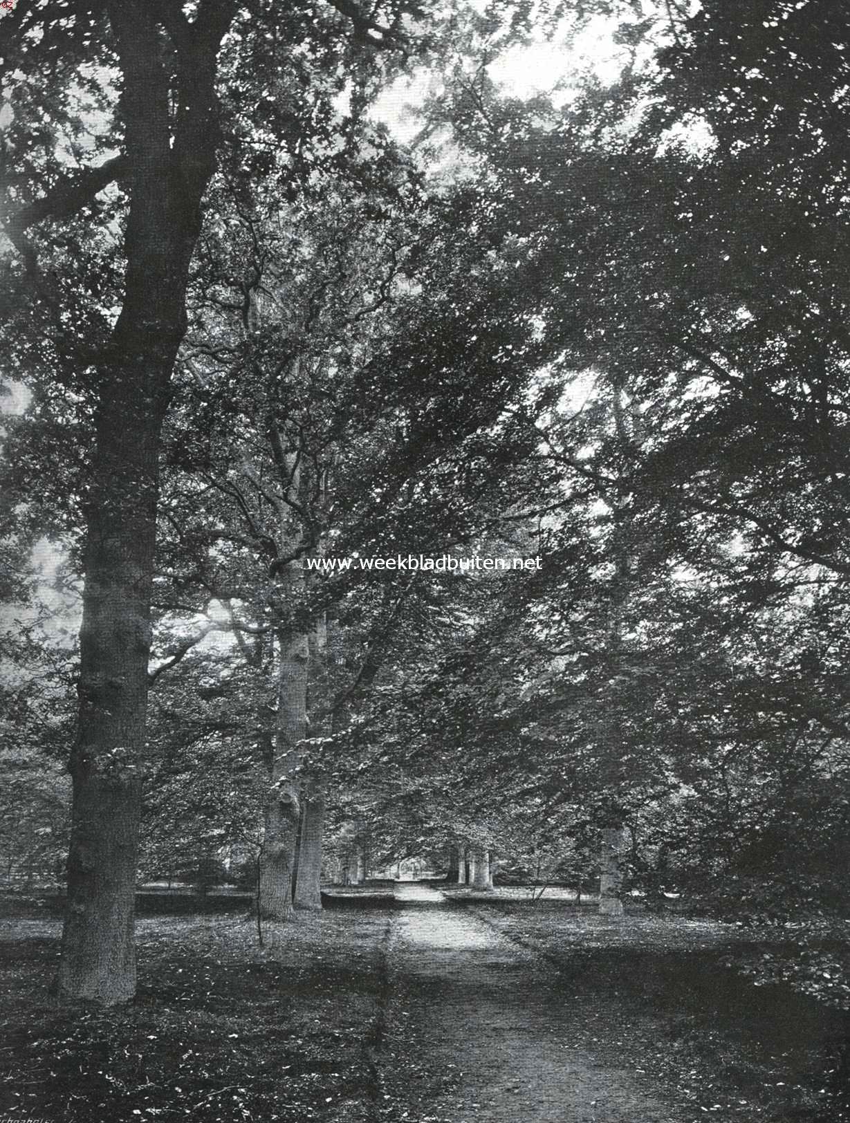 Laan in het Wandelbosch Groenendaal bij Heemstede
