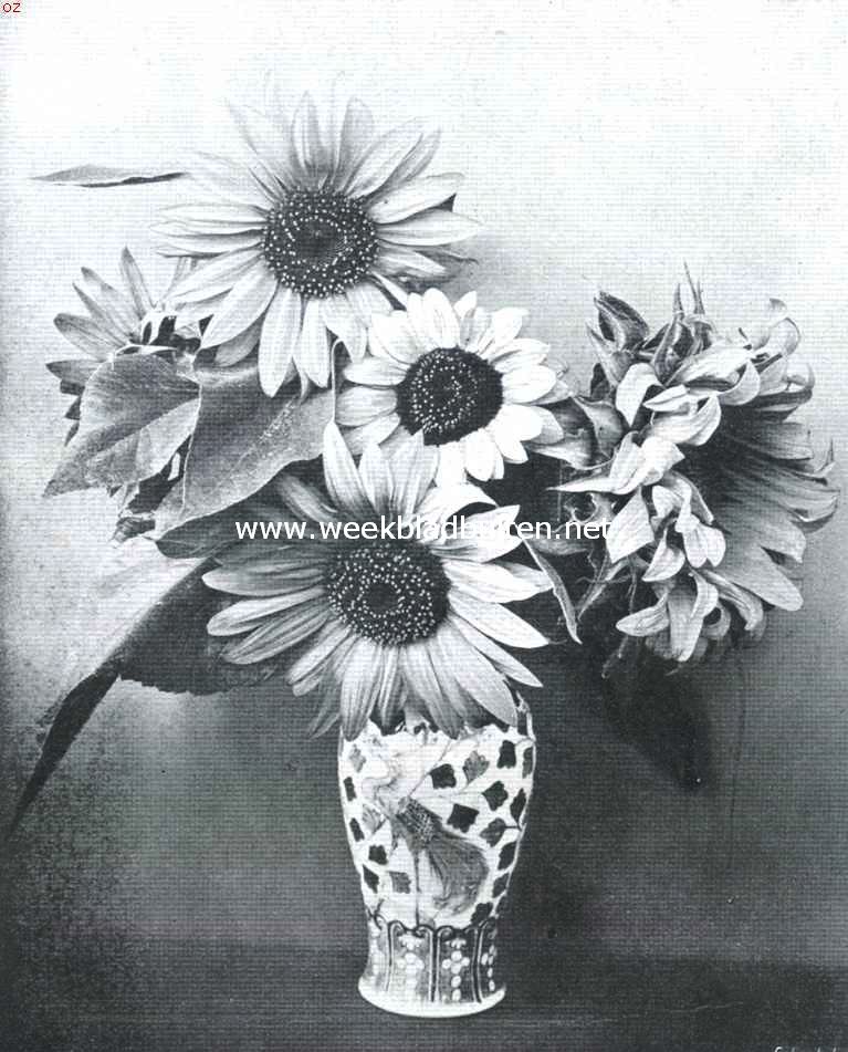 Zonnebloemen