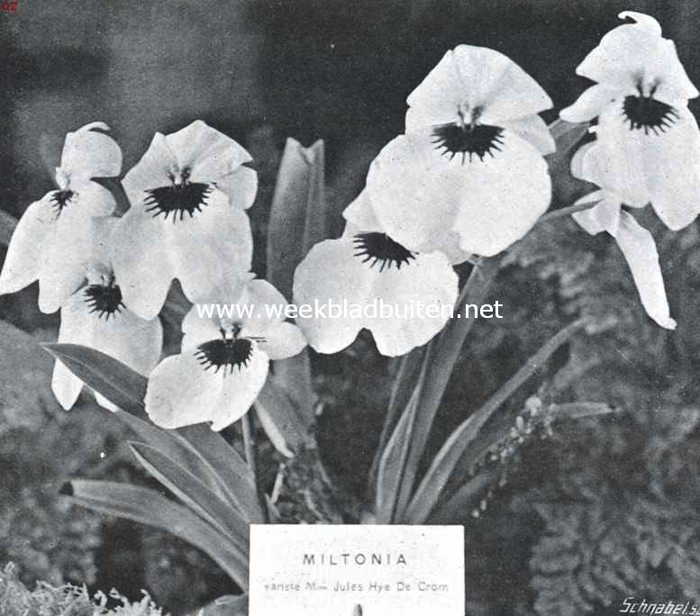 Een kostbare orchidee. Miltonia Phalaenopsis 
