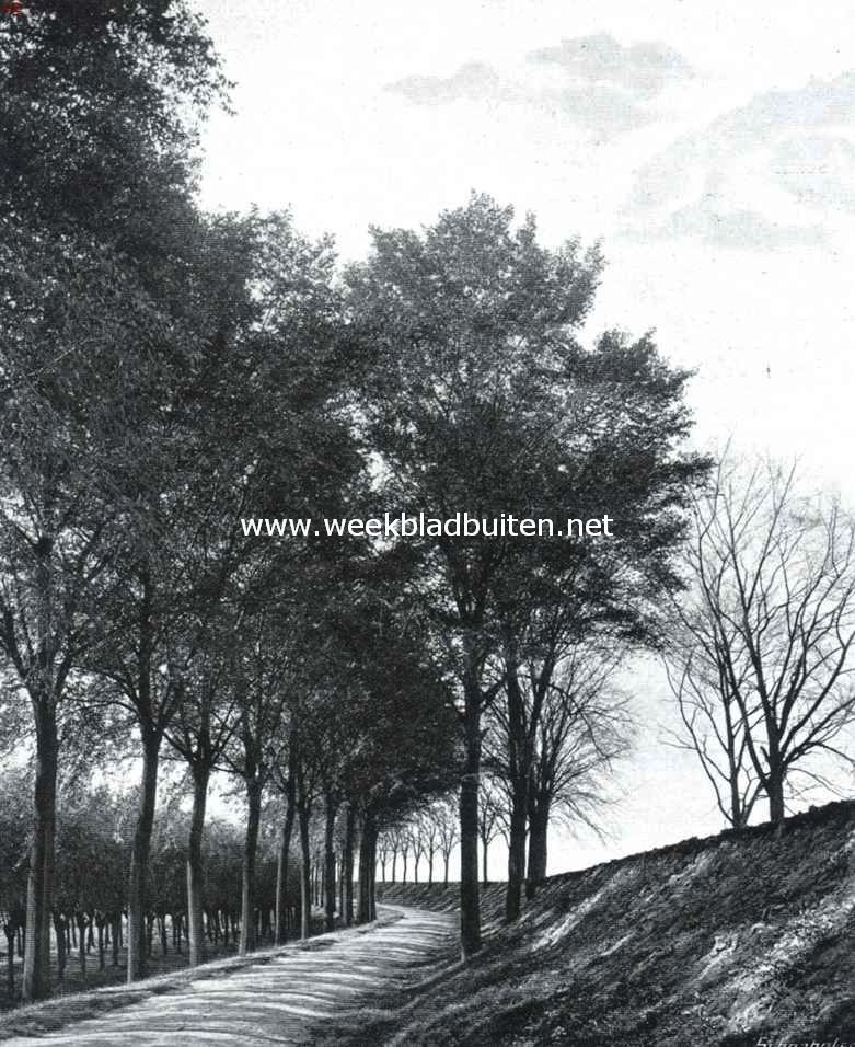 Rotterdam woonstad. De Reedijk onder Rotterdam. Op deze afbeelding is duidelijk zichtbaar, dat de weinig en niet ingedijkte boomen zijn blijven leven, en de andere zijn gestorven