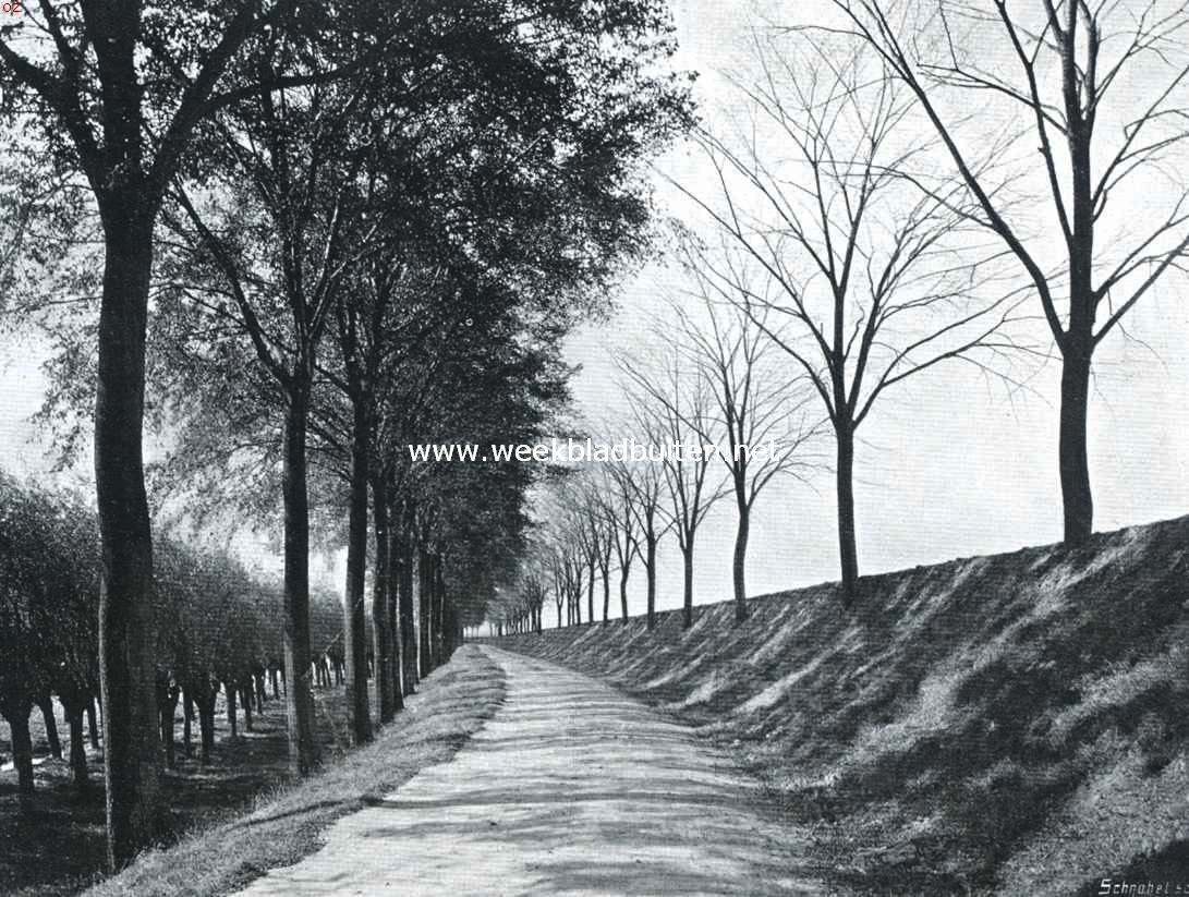 Rotterdam woonstad. De Reedijk onder Rotterdam. De (rechts) den nieuwen dijk in den weg staande boomen zijn te ver in de grond bedolven en gestorven, waardoor een mooie laan haar bekoring grootendeels heeft verloren