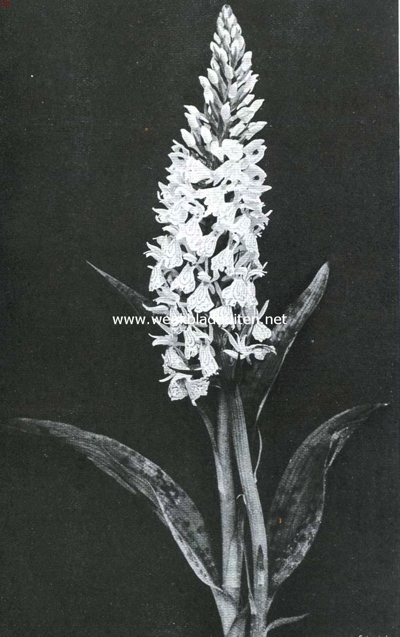 Wilde orchidee