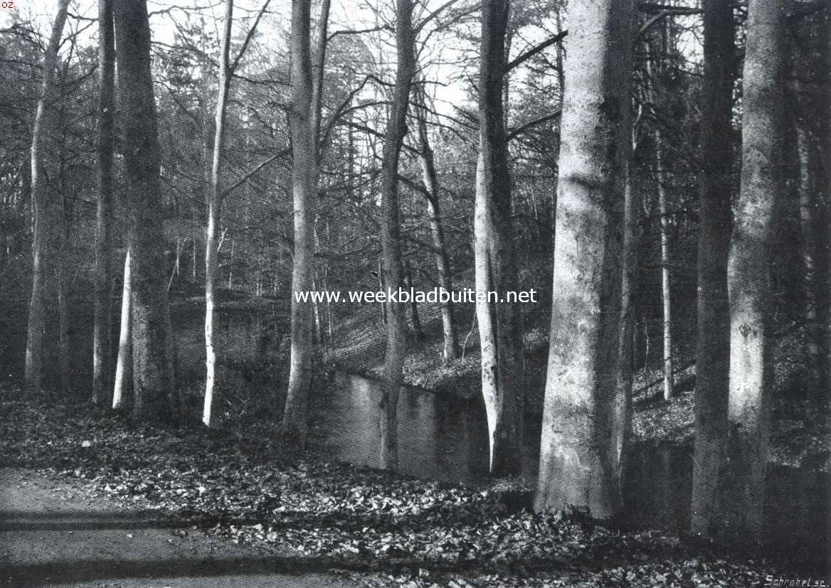 In November. In het bosch