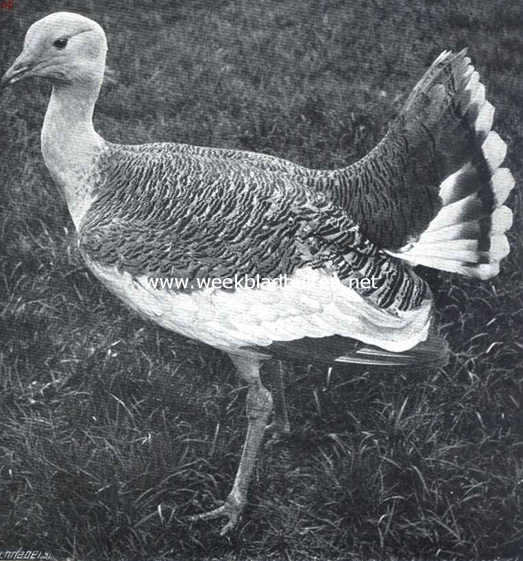 Groote trapgans (mannetje)