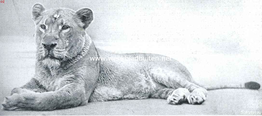 De leeuw. Afrikaansche leeuwin