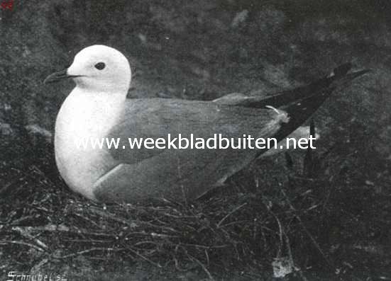 De Kleine Zeemeeuw. Broedend (Schouwsche inlagen)
