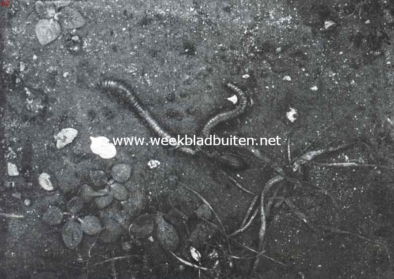 De gouden loopkever. Opn. I. Een gouden loopkever heeft een flinken regenworm, die hem vele malen in lengte overtreft, aangepakt. Tevergeefs probeert de worm om den roover door draaiende bewegingen van zijn lijf af te schudden. De kaken diep in het midden van het lichaam van den worm geslagen, grijpt de kever zijn prooi stevig vast, terwijl hij zich met zijn achterste pooten aan eenige grassprieten vasthoudt
