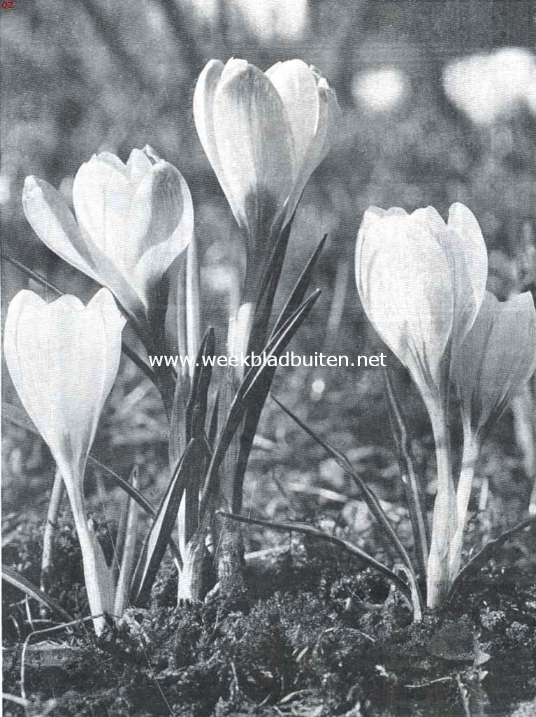 Crocussen