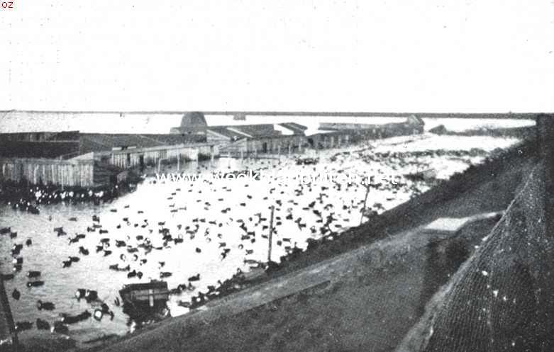 De watersnood. Overstroomde eendenkooien te Volendam. Naar schatting zijn reeds pl.m. 1000 eenden zgn. 