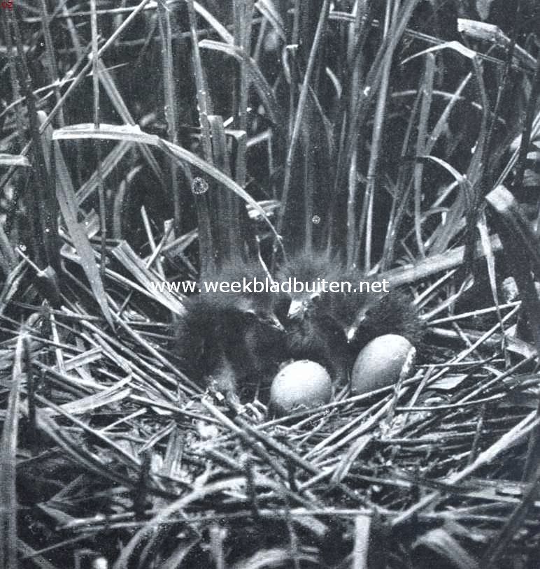 Overwintering. Jongen en eieren van de roerdomp