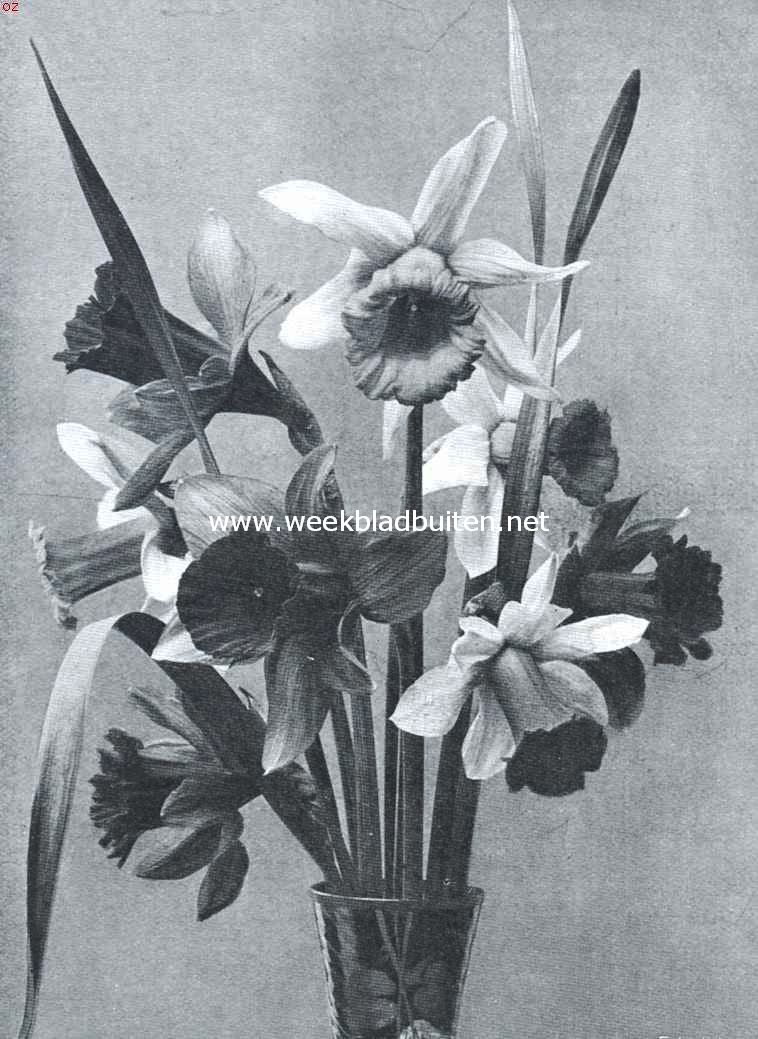 Trompet-narcissen