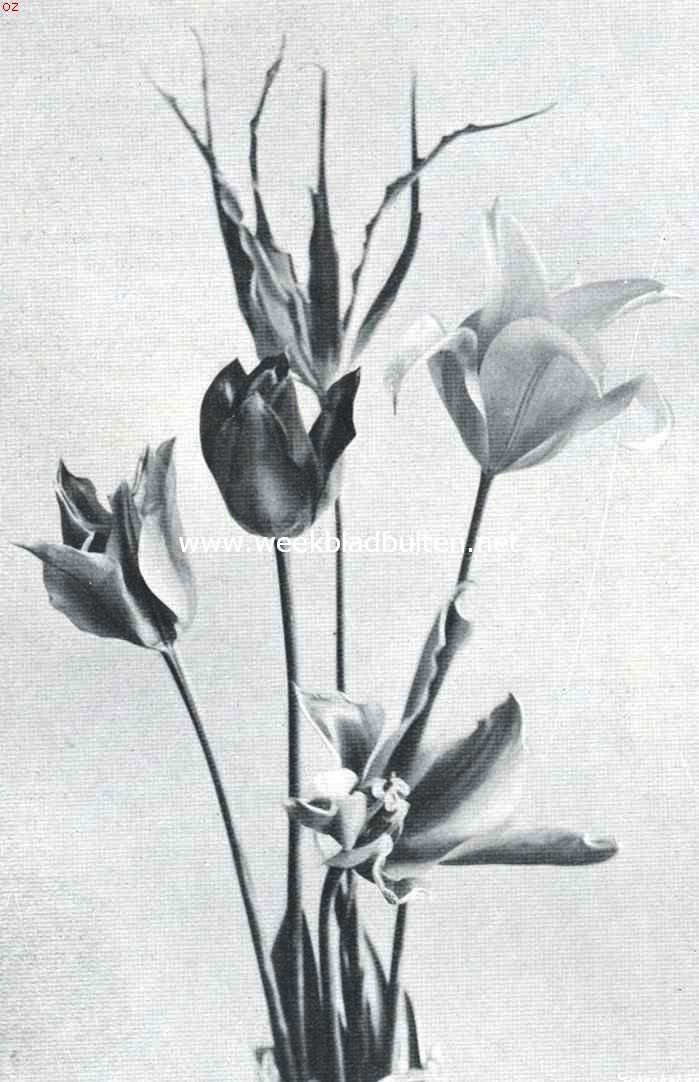 Een vijftal tulpen species