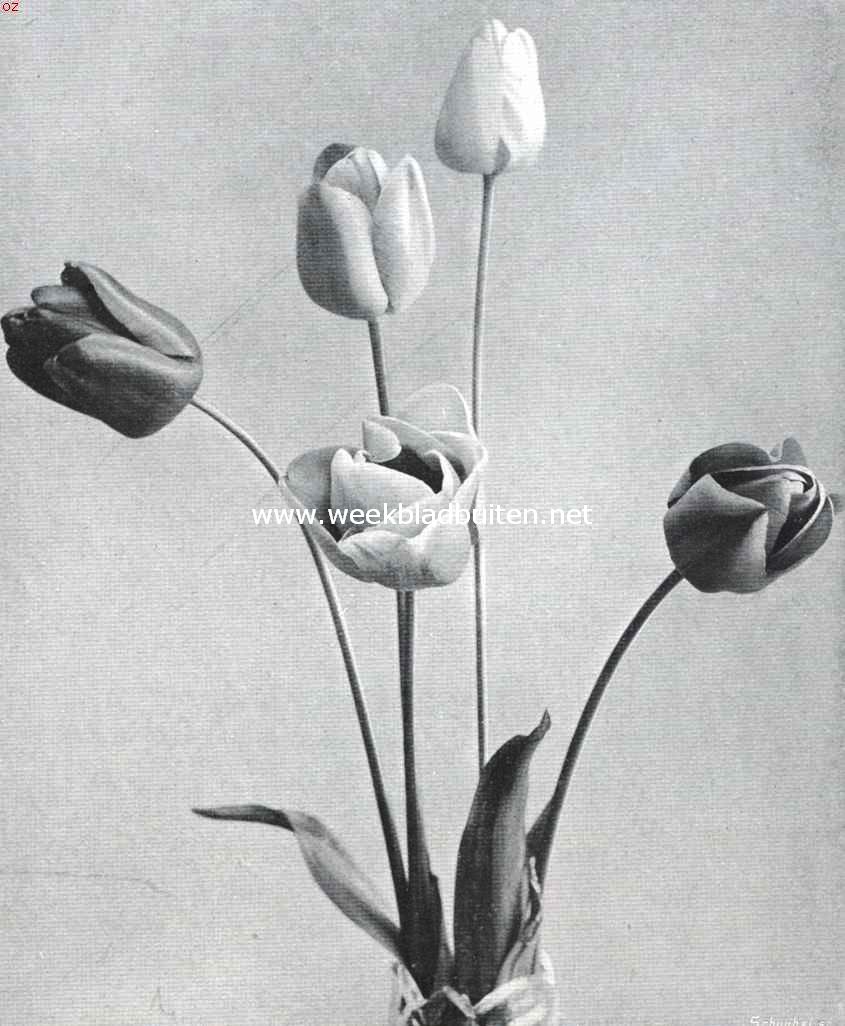 Darwin tulpen