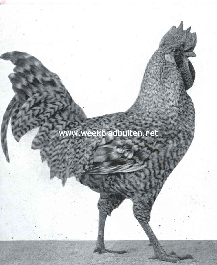 Rashoenders en hunne eigenschappen. Koekkoek Leghorn haan. Eerste prijs 