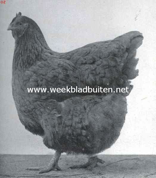 Rashoenders en hunne eigenschappen. Buff-Orpington hen. Eerste prijs 