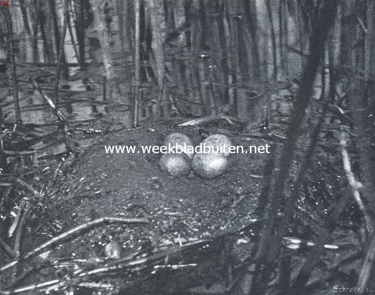 Over den fuut. Nest en eieren van den fuut