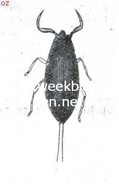 Nepa Cinerea L.