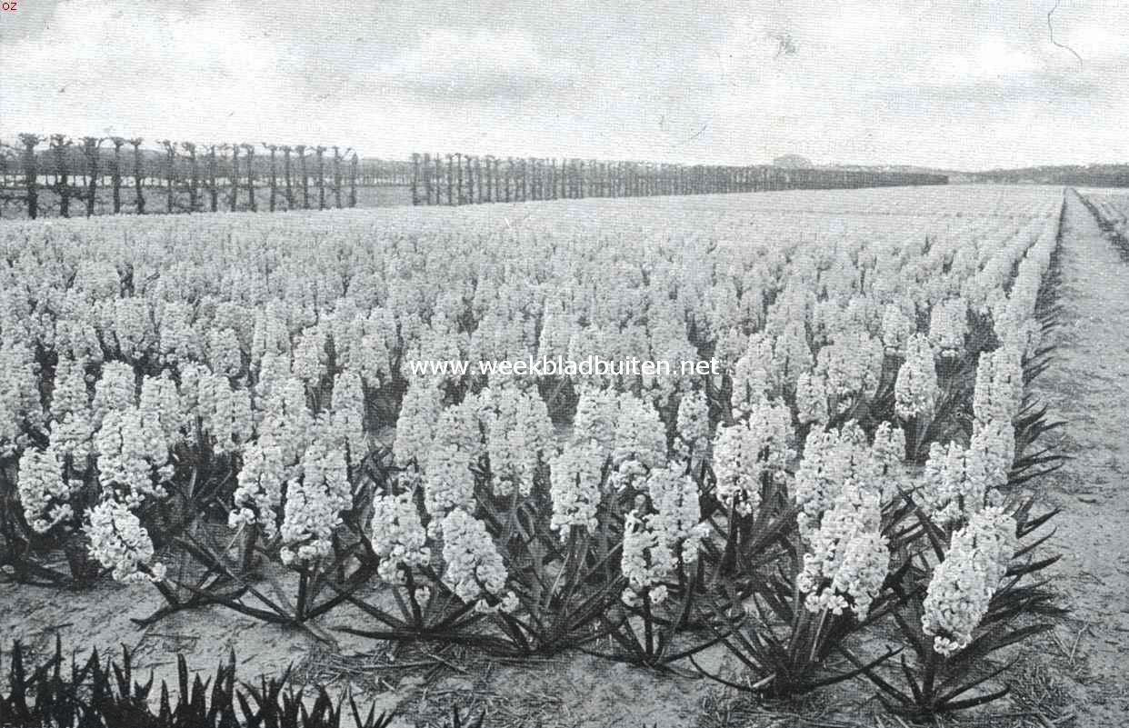 Hyacintenveld bij Hillegom