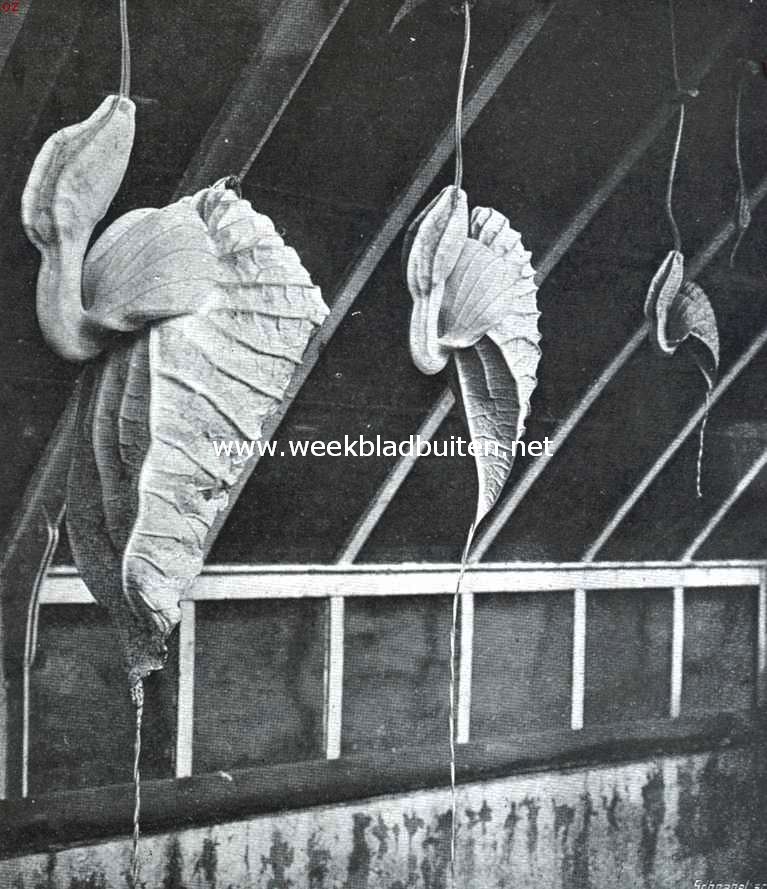 De Reuzenpijpbloem. Bloemen van Aristolochia Grandiflora, van achteren gezien