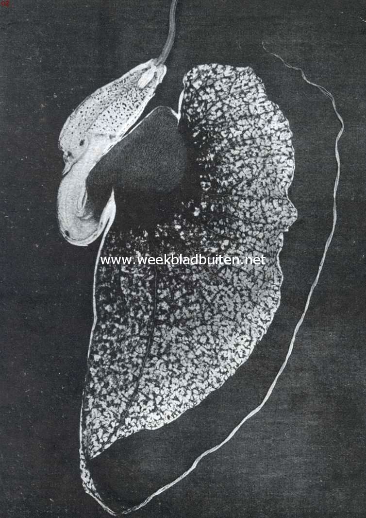 De Reuzenpijpbloem. Bloem van Aristolochia Grandiflora, op doorsnede gezien