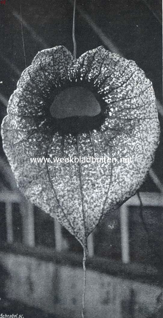 De Reuzenpijpbloem. Bloem van Aristolochia Grandiflora