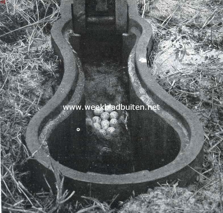 Meezen. Nest en eieren van den koolmees in een peilkastje der Haarlemsche Waterleiding in de duinen bij Overveen