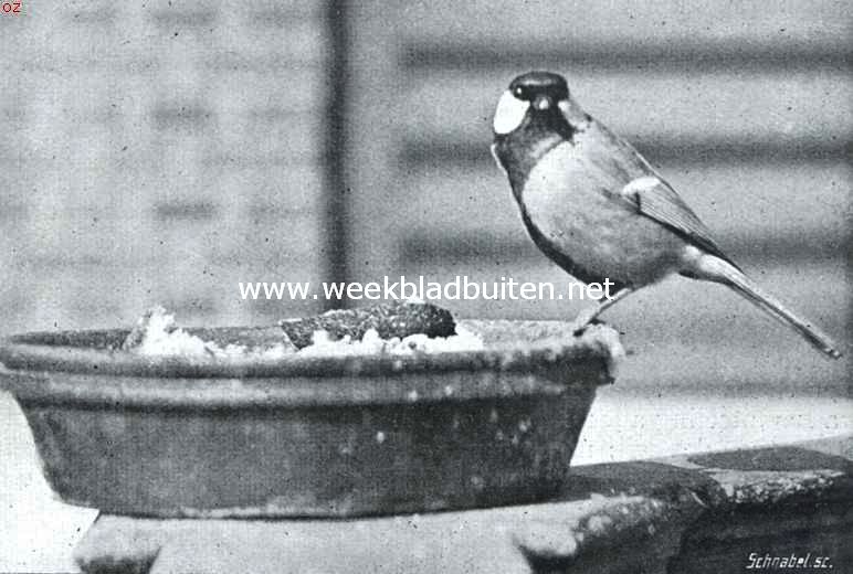 Meezen. Koolmees op een voederbakje