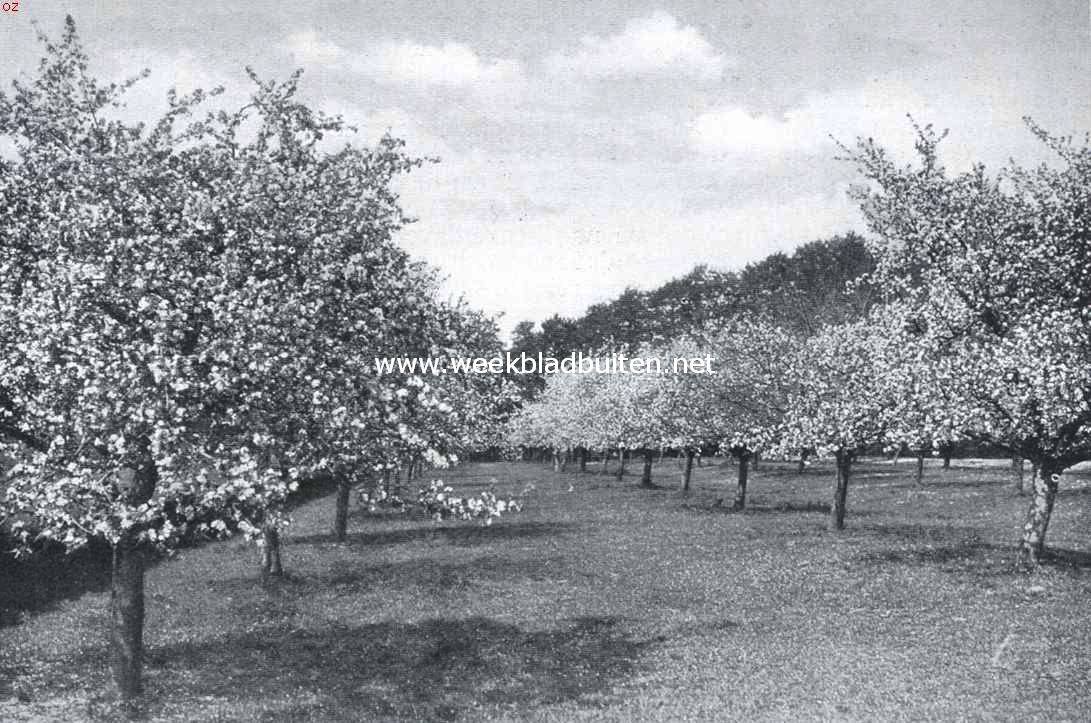 Als de kersen bloeien . Kersenboomgaard bij Hemmen