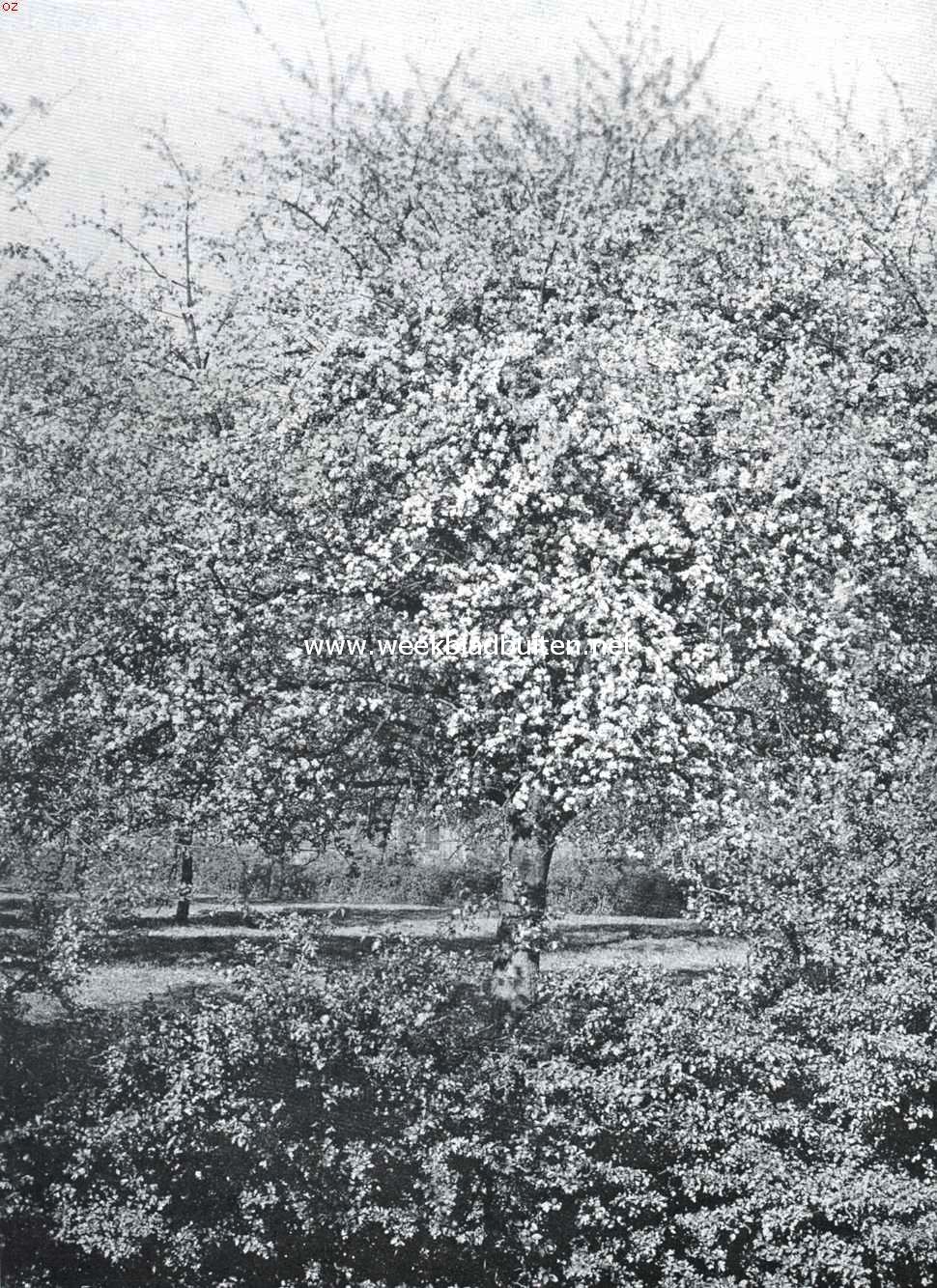 Als de kersen bloeien . Bloeiende appelboomgaard nabij Huissen