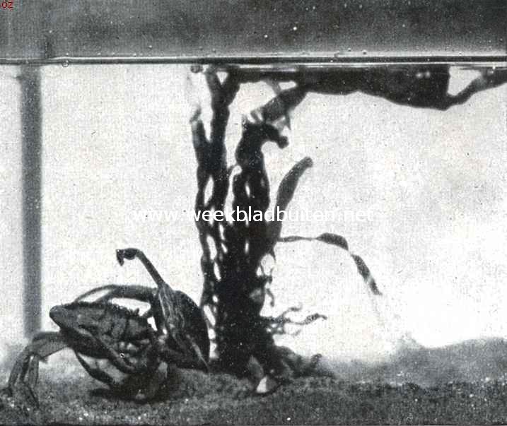 Vechtende strandkrabben. Opn. II Aan de sterkste krab gelukt het, door heen en weer drukken zich van het vijandin te ontslaan. Met de achterpooten zich krachtig tegen den bodem schrap zettend, werpt zij haar, nadat zij haar omhoog getild heeft, over den kop