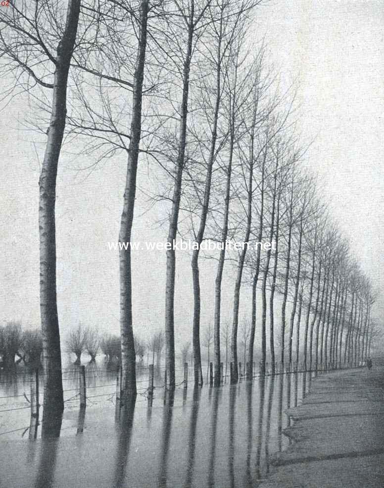 Boomen en water. Canadeesche populieren in het water