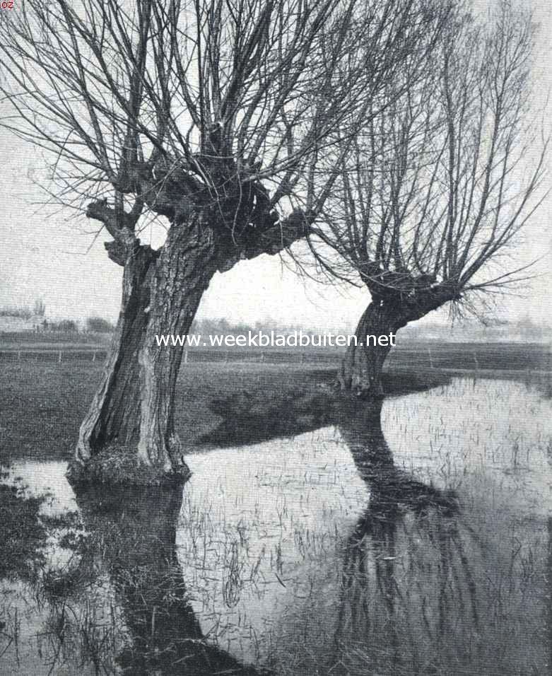 Boomen en water. Wilgen in 't water