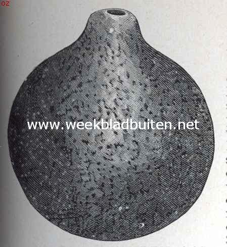Een aasruimer der pampa's. De kalebas van den aasruimer der pampa's, van buiten gezien