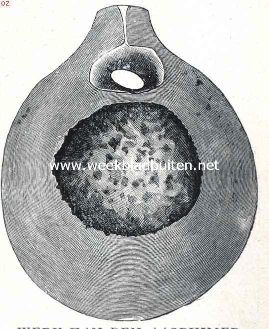 Een aasruimer der pampa's. Werk van den aasruimer der pampa's. Het grootste der mij gezonden exemplaren. (Natuurlijke grootte)