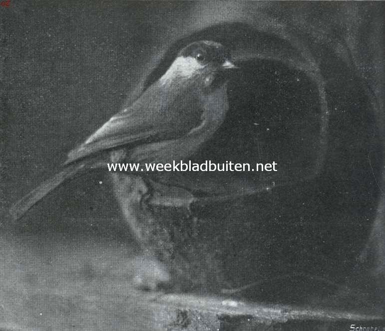 Meezen. Zwartkopmees of westelijke glanskop op wintervoer