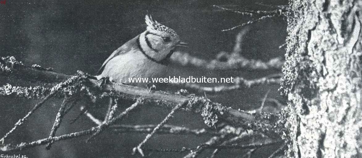 Meezen. Kuifmees