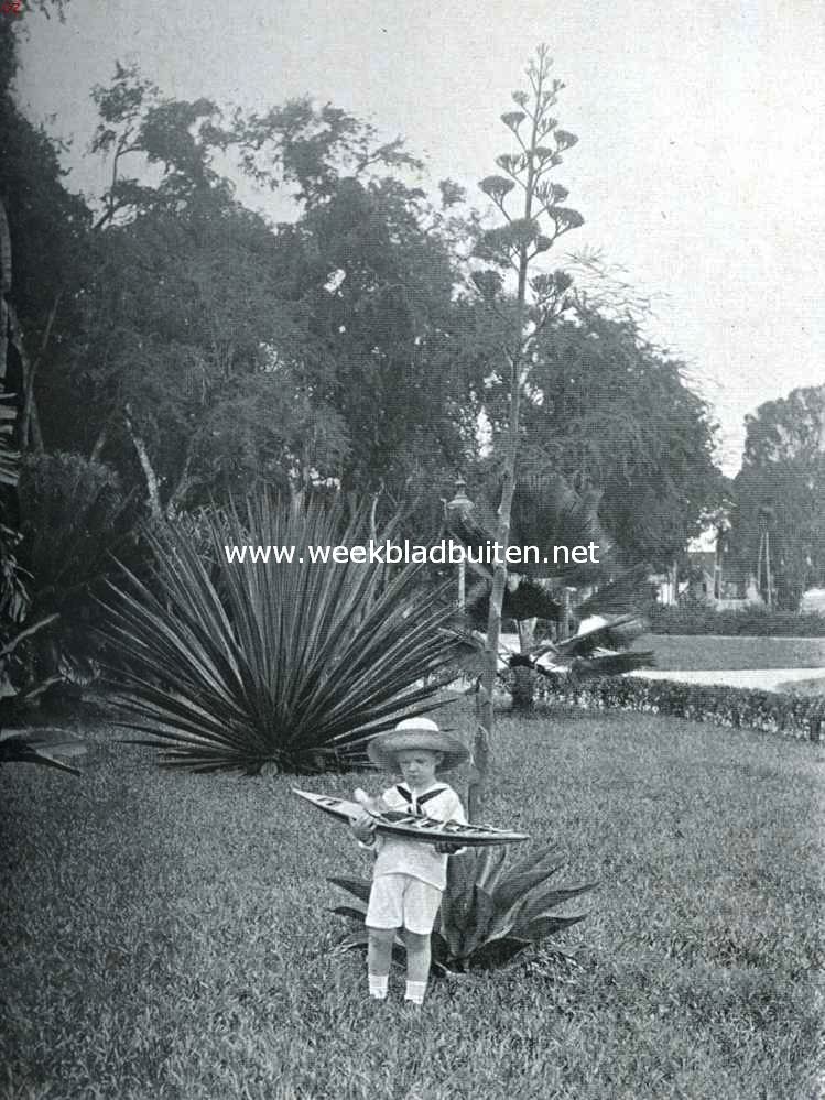 In den tuin van het Gouvernementsgebouw te Paramaribo. Op den voorgrond een bloeiende agave. Op den achtergrond een deel der bekende Tamarindelaan