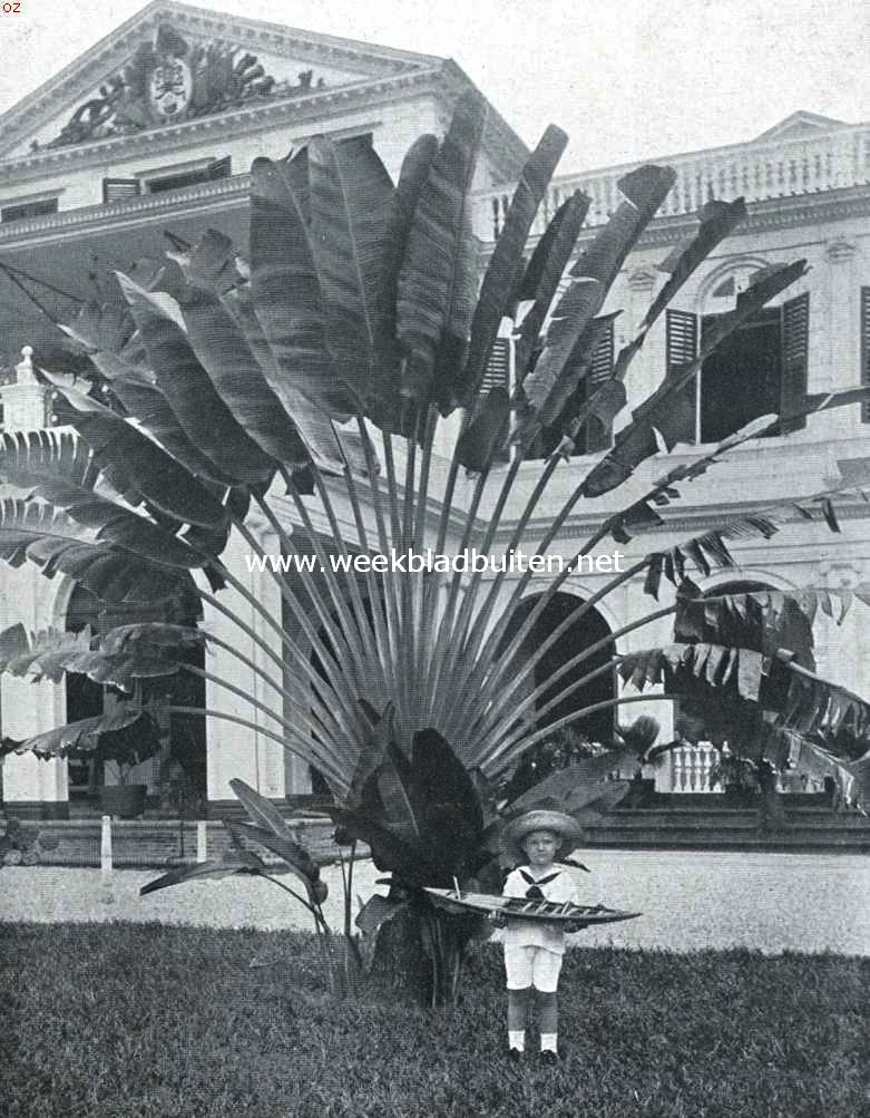 In den tuin van het Gouvernementsgebouw te Paramaribo. Ravenala Madagascariensis. Op den achtergrond zijn zichtbaar een paar ramen van 't bureau van den Gouverneur en, beneden, een deel van de galerij om de audientie-, tevens balzaal