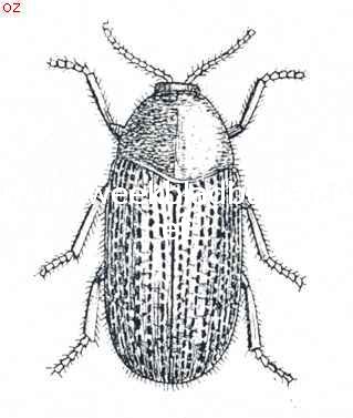 Gasten die men zelden ziet. Anobium Striatum.