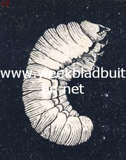 Gasten die men zelden ziet. Anobium Striatum. Het larfje