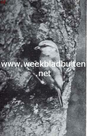 Meezen. Pimpelmees bij haar nest